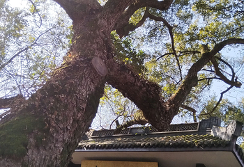 灵隐寺第 191 张图片
