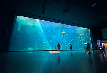 济州岛Aqua Planet水族馆第 92 张图片