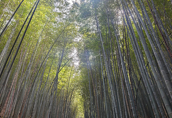 宜兴竹海风景区第 65 张图片