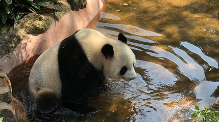 海南热带野生动植物园-长颈鹿第 1 张图片
