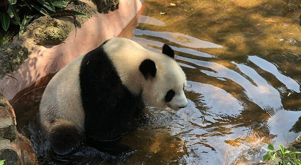 海南热带野生动植物园-长颈鹿