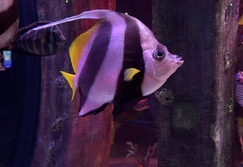 Sea Life Kansas City Aquarium第 6 张图片