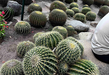 厦门园林植物园第 101 张图片