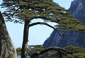 黄山风景区第 242 张图片
