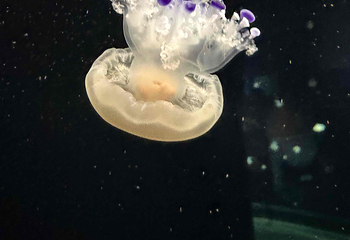 新加坡海洋生态馆第 121 张图片
