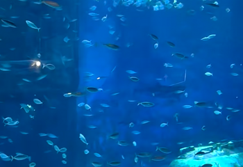 青岛海底世界第 216 张图片