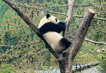 卧龙中华大熊猫苑神树坪基地第 64 张图片