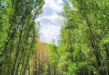 百里山水画廊第 51 张图片