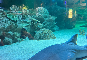 吉隆坡城中城水族馆第 51 张图片