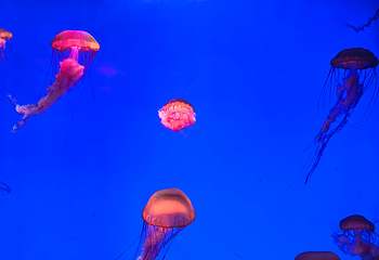 上海海洋水族馆第 182 张图片