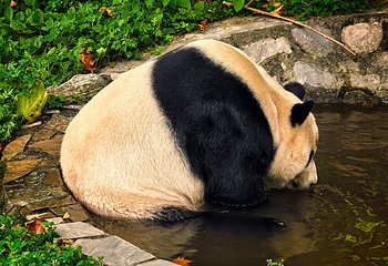 卧龙中华大熊猫苑神树坪基地第 62 张图片