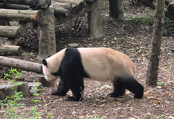 成都大熊猫繁育研究基地第 432 张图片