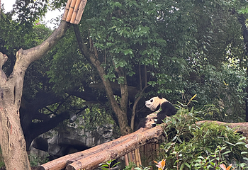 成都大熊猫繁育研究基地第 435 张图片