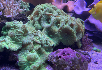 昂内维尔水族馆第 17 张图片