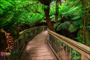 梅茨雷斯特热带雨林