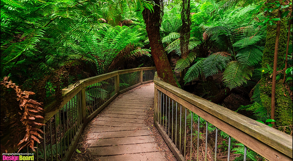 梅茨雷斯特热带雨林