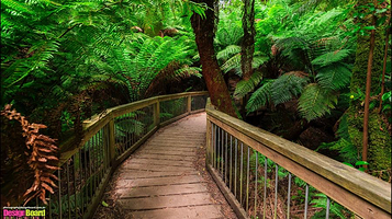 梅茨雷斯特热带雨林