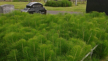 贝尔法斯特城市墓地