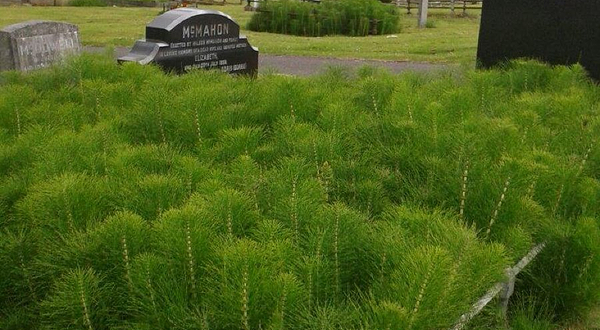 贝尔法斯特城市墓地