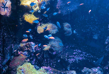 悉尼水族馆第 36 张图片