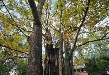 西湖风景名胜区第 531 张图片