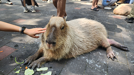 北京野生动物园第 246 张图片