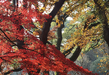 虎丘山风景名胜区第 215 张图片