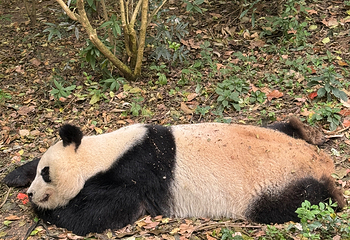 成都大熊猫繁育研究基地第 459 张图片