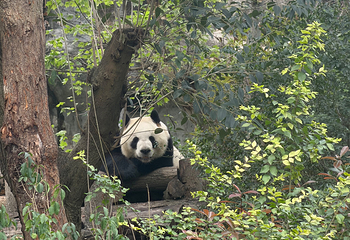 成都大熊猫繁育研究基地第 364 张图片