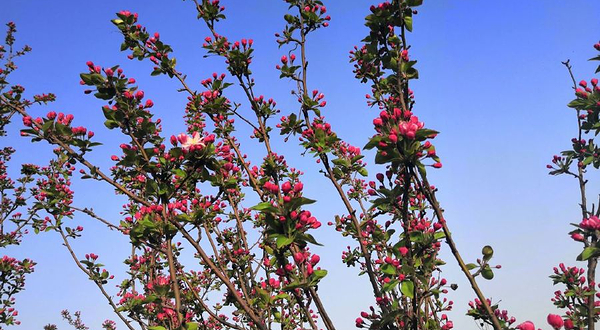 菏泽黄河水利风景区高村黄河历史文化苑
