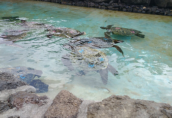 夏威夷海洋生物公园第 22 张图片