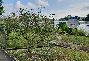实里达水库下段第 9 张图片
