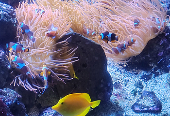 热那亚水族馆第 7 张图片
