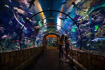 曼德勒湾鲨鱼礁水族馆第 6 张图片
