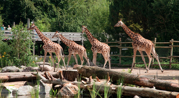 阿默斯福特动物园