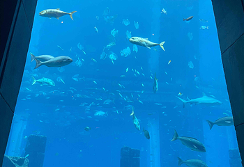 迪拜“失落的世界”水族馆第 20 张图片