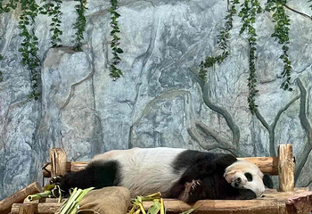 深圳野生动物园第 63 张图片