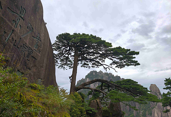 黄山风景区第 224 张图片