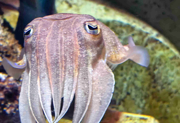三亚亚特兰蒂斯失落的空间水族馆第 261 张图片