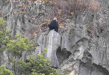 白头叶猴生态旅游区第 17 张图片