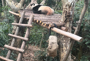 成都大熊猫繁育研究基地第 496 张图片