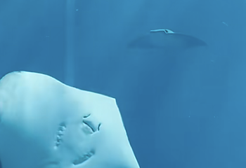 三亚亚特兰蒂斯失落的空间水族馆第 145 张图片