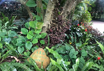 兴隆热带植物园第 81 张图片