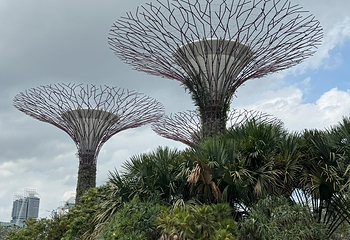 新加坡滨海湾花园第 383 张图片