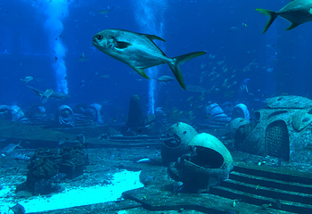 上海海洋水族馆第 192 张图片