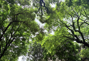沙面第 25 张图片