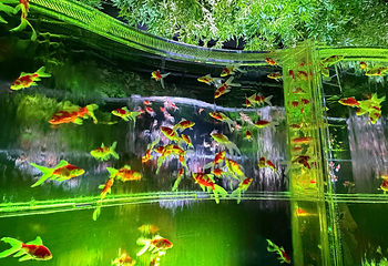 银座艺术水族馆美术馆第 22 张图片