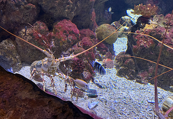 凯恩斯水族馆第 46 张图片