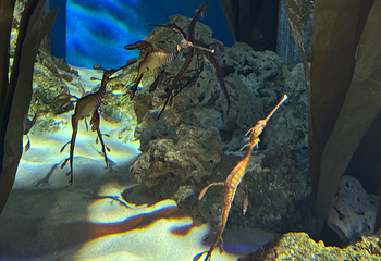 新加坡海洋生态馆第 239 张图片
