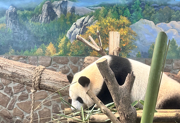 成都大熊猫繁育研究基地第 379 张图片